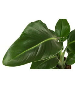 Baumstrelitzie - Strelitzia Nicolai -Pflanzenbedarf Geschäft 8622763 WE DE 001 StrelitziaNicolaiT17DehnerExpressHerzig