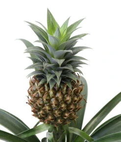 Ananaspflanze - Ananas Comosus, In Keramik -Pflanzenbedarf Geschäft 8627978 WE DE 001 AnanaspflanzeInKeramik
