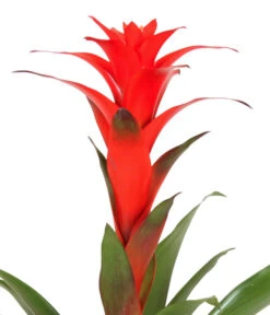 Guzmanie - Guzmania Calypso, In Keramik -Pflanzenbedarf Geschäft 8628018 WE DE 001 GuzmaniaCalypsoInKeramik