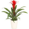 Guzmanie - Guzmania Calypso, In Keramik -Pflanzenbedarf Geschäft 8628018 WE FS 001 GuzmaniaCalypsoInKeramikT13
