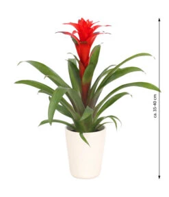 Guzmanie - Guzmania Calypso, In Keramik -Pflanzenbedarf Geschäft 8628018 WE FS 003 GuzmaniaCalypsoInKeramik