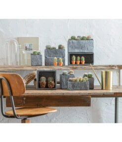 Warzenkaktus - Mammilaria, Verschiedene Sorten -Pflanzenbedarf Geschäft 863470 WE MO 001 KaktusKugelmixT5 5 GC10 2022