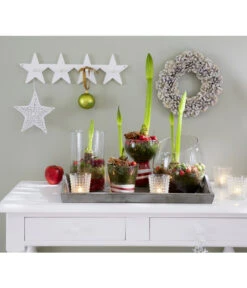 Amaryllis - Hippeastrum Hybride, Eintriebig, Rot -Pflanzenbedarf Geschäft 8646994 8700809 WE MO 001 Amaryllis 009