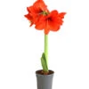 Amaryllis - Hippeastrum Hybride, Eintriebig, Rot -Pflanzenbedarf Geschäft 8646994 WE FS 001 AmaryllisHippeastrumT12RotEintrieberDehnerExpressHerzigOW