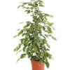 Birkenfeige - Ficus Benjamina 'Golden King'