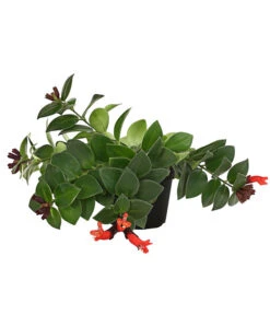 Schamblume - Aeschynanthus Radicans 'Mona Lisa'