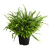Schwertfarn - Nephrolepis Exaltata 'Green Lady' -Pflanzenbedarf Geschäft 8654311 WE FS 001 SchwertfarnNephrolepisGreenLadyAirT17