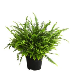 Schwertfarn - Nephrolepis Exaltata 'Green Lady'