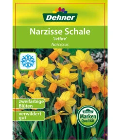 Narzisse 'Jetfire', Schale -Pflanzenbedarf Geschäft 8662363 Narcissus Jetfire Schale 2016 1