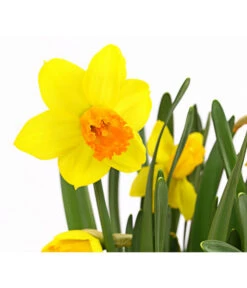 Narzisse 'Jetfire', Schale -Pflanzenbedarf Geschäft 8662363 PR DE 001 NarzissenNarcissusJetFireSchaleT16DehnerExpressHerzig