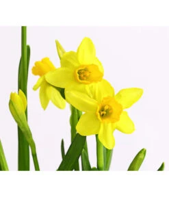 Narzissen 'Tête à Tête' In Birkentopf, Ca. Ø11 Cm -Pflanzenbedarf Geschäft 8663122 WE DE 007 NarzissenTAT9