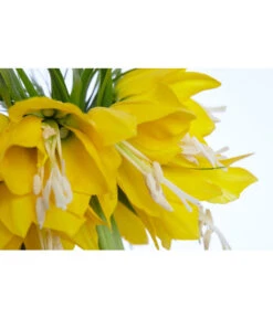 Kaiserkrone -Pflanzenbedarf Geschäft 8664674 PR DE 001 KaiserkroneFritillariaLuteaT14DehnerExpressZS