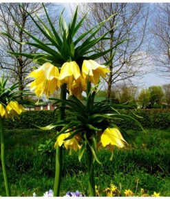 Kaiserkrone -Pflanzenbedarf Geschäft 8664676 WE MO 001 KaiserkroneGelbPixabay