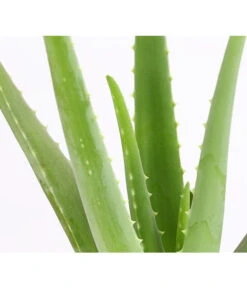 Echte Aloe - Aloe Vera -Pflanzenbedarf Geschäft 8670853 PR DE 001 AloeVeraT12DehnerExpressHerzig