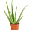Echte Aloe - Aloe Vera 1 Echte Aloe - Aloe Vera -Pflanzenbedarf Geschäft 8670853 PR FS 001 AloeVeraT12DehnerExpressHerzig