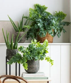 Echte Aloe - Aloe Vera -Pflanzenbedarf Geschäft 8671125 8763260 WE MO 002 AloeVeraGoldtuepfelfarn