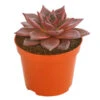 Echeverie - Echeveria Agavoides 'Taurus' -Pflanzenbedarf Geschäft 8681017 PR FS 001 EcheveriaTaurusDehnerExpressHerzig