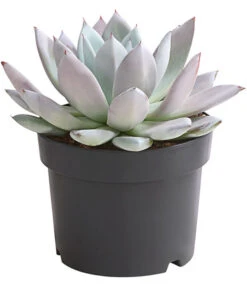 Echeverie - Echeveria-Hybride 'Mexican Giant'