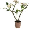 Frangipani - Plumeria Alba -Pflanzenbedarf Geschäft 8691180 WE FS 001 PlumeriaT18MixOstroFrangipani
