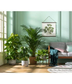 Efeutute - Epipremnum Aureum Am Moosstab -Pflanzenbedarf Geschäft 8704702 WE MO 001 DypsisLutescens