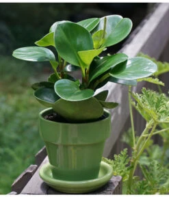 Peperomie - Peperomia Obtusifolia -Pflanzenbedarf Geschäft 8705659 PeperomiaObtusifoliaPixbay