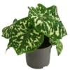 Pfeilblatt - Alocasia Esculenta 'Hilo Beauty' -Pflanzenbedarf Geschäft 8720211 WE FS 001 AlocasiaHilobeautyT13