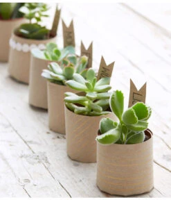 Mini Sukkulenten, Verschiedene Sorten -Pflanzenbedarf Geschäft 8722514 PR MO 006 Sukkulenten