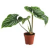 Baumfreund - Philodendron Plowmanii 2 Baumfreund - Philodendron Plowmanii -Pflanzenbedarf Geschäft 8723546 WE FS 001 PhilodendronPlowmaniiT15