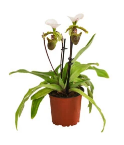Frauenschuh - Paphiopedilum Spicerianum