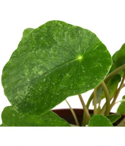 Glückstaler - Pilea Peperomioides 'Sugar' -Pflanzenbedarf Geschäft 8731408 WE DE 001 PileaSugarT13