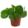Glückstaler - Pilea Peperomioides 'Sugar' 2 Glückstaler - Pilea Peperomioides 'Sugar' -Pflanzenbedarf Geschäft 8731408 WE FS 001 PileaSugarT13