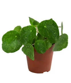 Glückstaler - Pilea Peperomioides 'Sugar'
