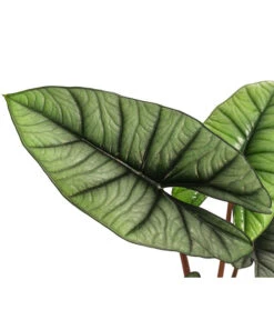 Pfeilblatt - Alocasia 'Platinum' -Pflanzenbedarf Geschäft 8731598 WE DE 001 Alocasia Platinum T14