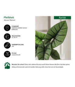 Pfeilblatt - Alocasia 'Platinum' -Pflanzenbedarf Geschäft 8731598 WE IG 001 AlocasiaPlatinum