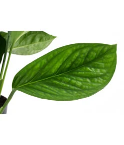 Fensterblatt - Monstera 'Pinnatipartita' -Pflanzenbedarf Geschäft 8732679 WE DE 001 MonsteraPinnaipartitaT14