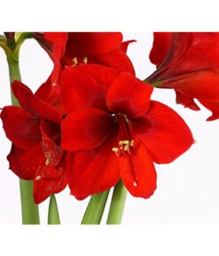 Amaryllis - Hippeastrum-Hybride, Zweitriebig, Sonderfarben -Pflanzenbedarf Geschäft 8736175 PR DE 001 AmaryllisHippeastrum2TrieberSofaT13DehnerExpressHerzig