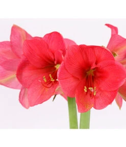 Amaryllis - Hippeastrum-Hybride, Zweitriebig, Sonderfarben -Pflanzenbedarf Geschäft 8736175 PR DE 002 AmaryllisHippeastrum2TrieberSofaT13DehnerExpressHerzig