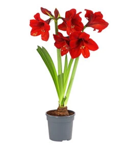 Amaryllis - Hippeastrum-Hybride, Zweitriebig, Sonderfarben -Pflanzenbedarf Geschäft 8736175 PR FS 001 AmaryllisHippeastrum2TrieberSofaT13DehnerExpressHerzig