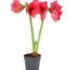 Amaryllis - Hippeastrum-Hybride, Zweitriebig, Sonderfarben -Pflanzenbedarf Geschäft 8736175 PR FS 002 AmaryllisHippeastrum2TrieberSofaT13DehnerExpressHerzig