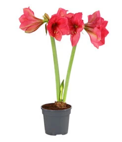 Amaryllis - Hippeastrum-Hybride, Zweitriebig, Sonderfarben
