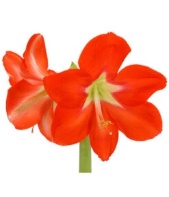 Amaryllis - Hippeastrum-Hybride, Zweitriebig, Sonderfarben -Pflanzenbedarf Geschäft 8736175 WE DE 001 HippeastrumAmaryllis2TrSofaHerzig