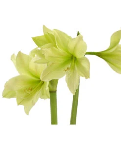 Amaryllis - Hippeastrum-Hybride, Zweitriebig, Sonderfarben -Pflanzenbedarf Geschäft 8736175 WE DE 002 HippeastrumWeissAmaryllis2TrSofaHerzig