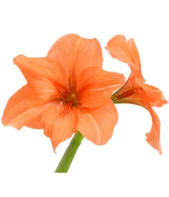 Amaryllis - Hippeastrum-Hybride, Zweitriebig, Sonderfarben -Pflanzenbedarf Geschäft 8736175 WE DE 003 HippeastrumAmaryllis2TrSofaHerzig