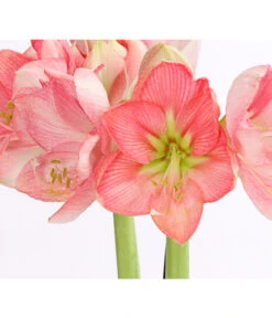 Amaryllis - Hippeastrum-Hybride, Zweitriebig, Sonderfarben -Pflanzenbedarf Geschäft 8736175 WE DE 004 AmaryllisRosaSofHippeastrum2TrieberRosaDehnerExpressHerzig