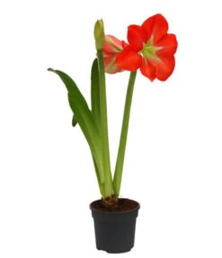 Amaryllis - Hippeastrum-Hybride, Zweitriebig, Sonderfarben -Pflanzenbedarf Geschäft 8736175 WE FS 001 HippeastrumAmaryllis2TrSofa