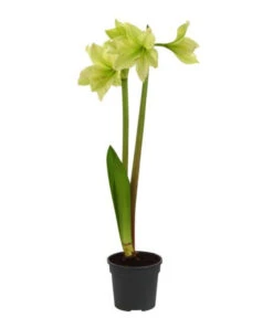 Amaryllis - Hippeastrum-Hybride, Zweitriebig, Sonderfarben -Pflanzenbedarf Geschäft 8736175 WE FS 002 HippeastrumAmaryllis2TrSofa