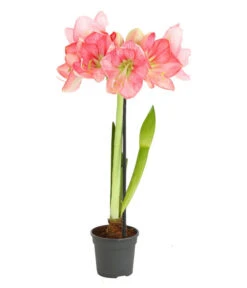 Amaryllis - Hippeastrum-Hybride, Zweitriebig, Sonderfarben -Pflanzenbedarf Geschäft 8736175 WE FS 004 HippeastrumAmaryllis2TrSofaRosa