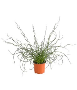 Liebeslocke - Juncis Effusus