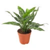 Kolbenfaden - Aglaonema -Pflanzenbedarf Geschäft 8738114 BildFS 001 AglaonemeAglaonemaMix