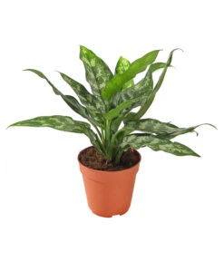 Kolbenfaden - Aglaonema
